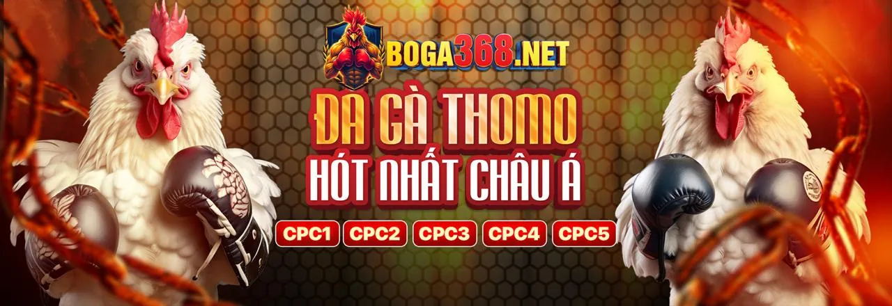Tin tức đá gà trực tiếp Gà 67